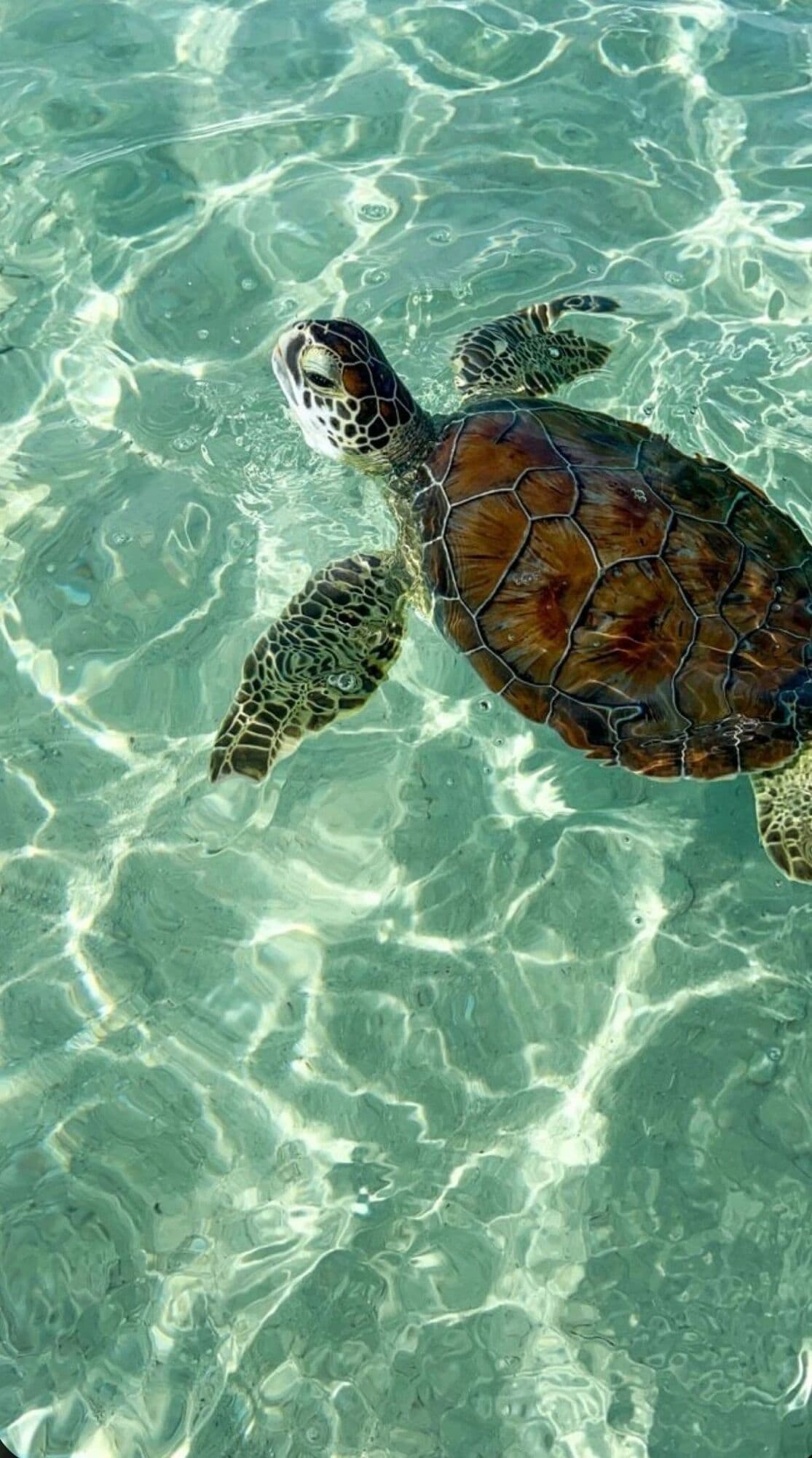 A cut of every sale protects marine wildlife